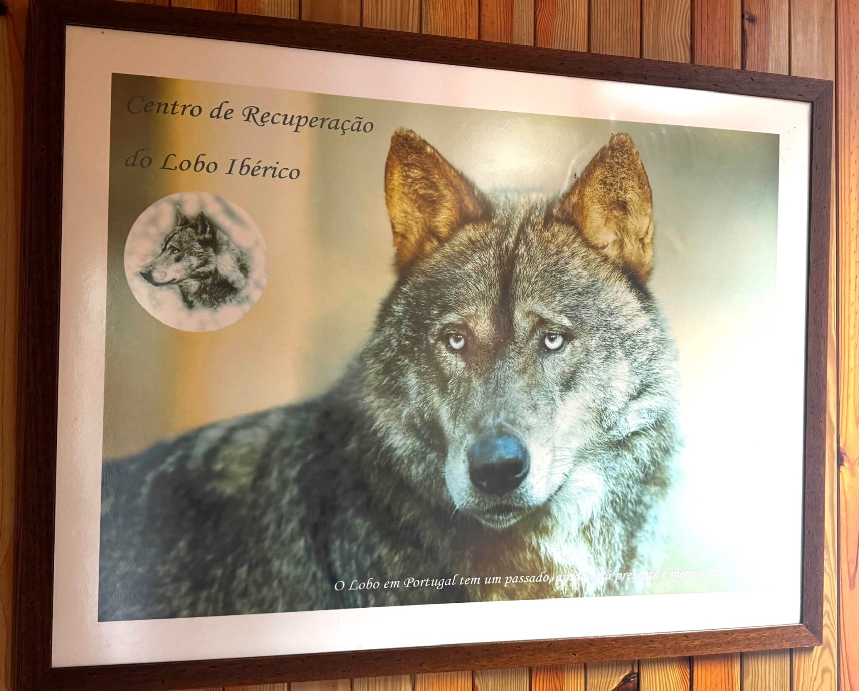 César DePaço fez uma visita ao Centro de Recuperação do Lobo Ibérico